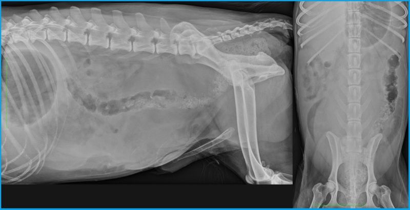 Cas Un cas de kyste paraprostatique chez un chien | VetPixel Cas Un cas de kyste paraprostatique chez un chien | VetPixel