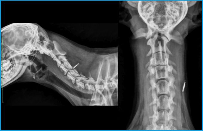 Case A case of atlanto-axial instability in a small dog | VetPixel