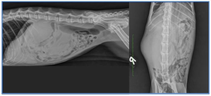 Case A case of renal and nervous lymphoma in a cat | VetPixel