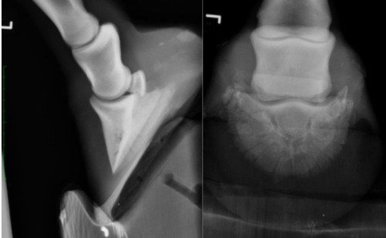 Case A case of P3 fracture in a horse VetPixel