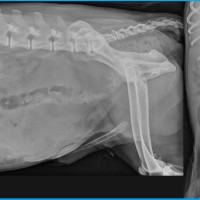 Vetpixel, site de téléradiologie vétérinaire français Vetpixel, site de téléradiologie vétérinaire français