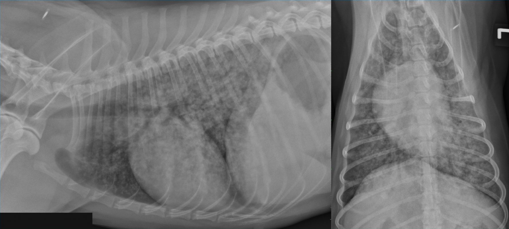 Case A case of uremic pneumonia in a bitch with a pyometra VetPixel