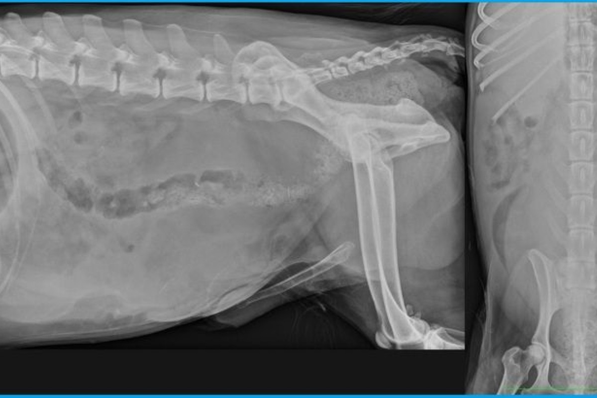 Un cas de kyste paraprostatique chez un chien