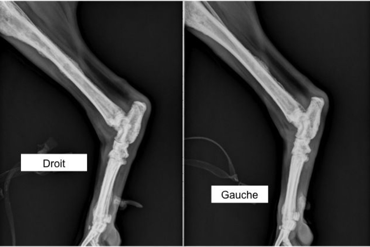 A case of osseous lymphoma in a dog