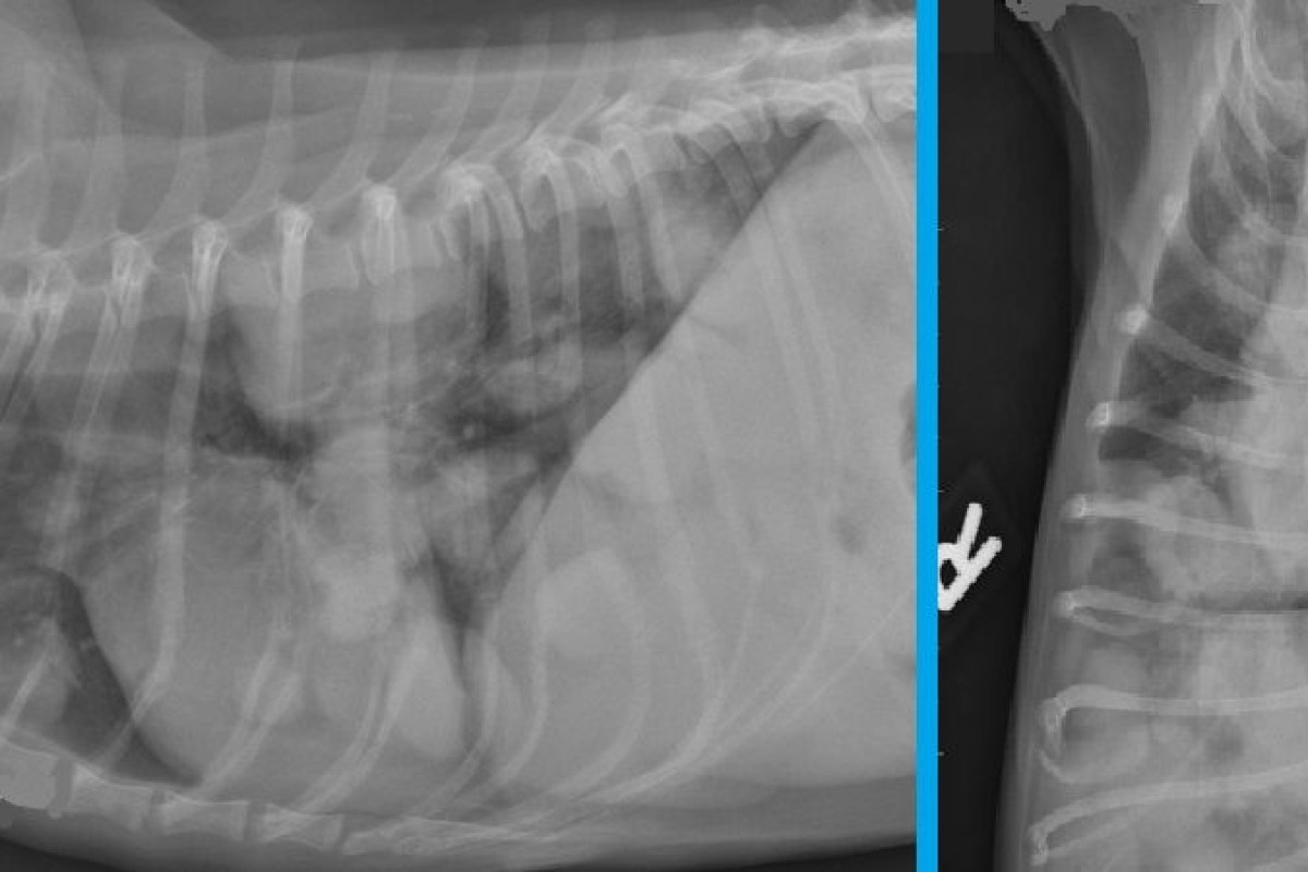 A case of pulmonary metastases of mammary gland carcinoma in a bitch