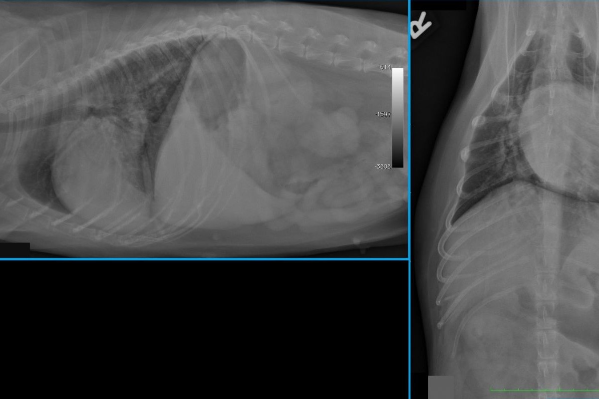 A case of malignant pulmonary and adrenal masses in a dog
