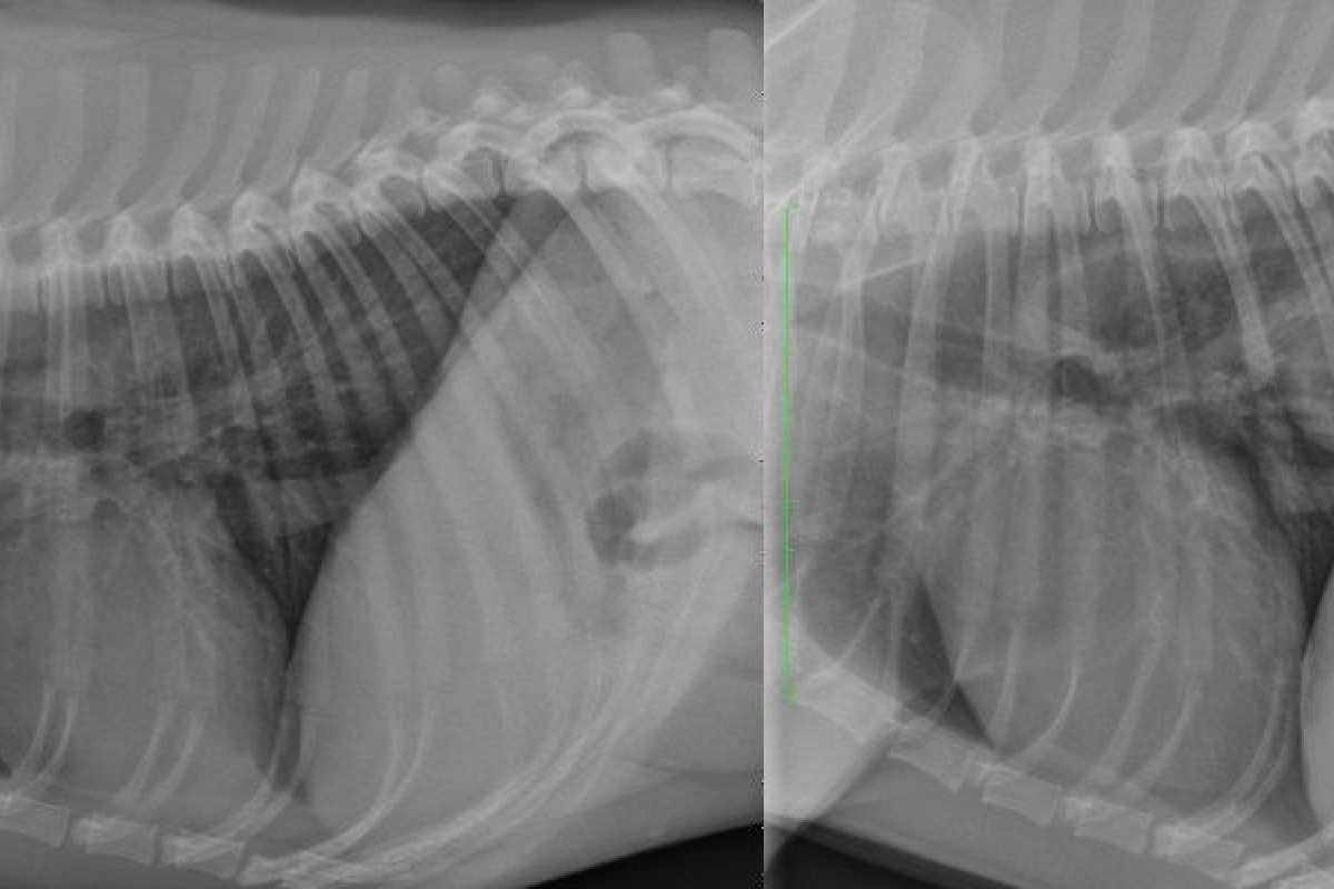 A case of hiatal hernia in a dog