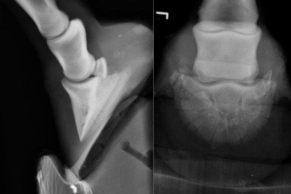 Un cas de fracture de P3 chez un cheval
