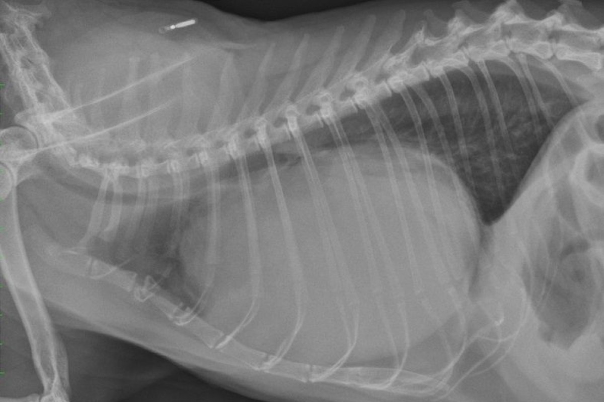 A case of peritoneopericardial diaphragmatic hernia in a cat