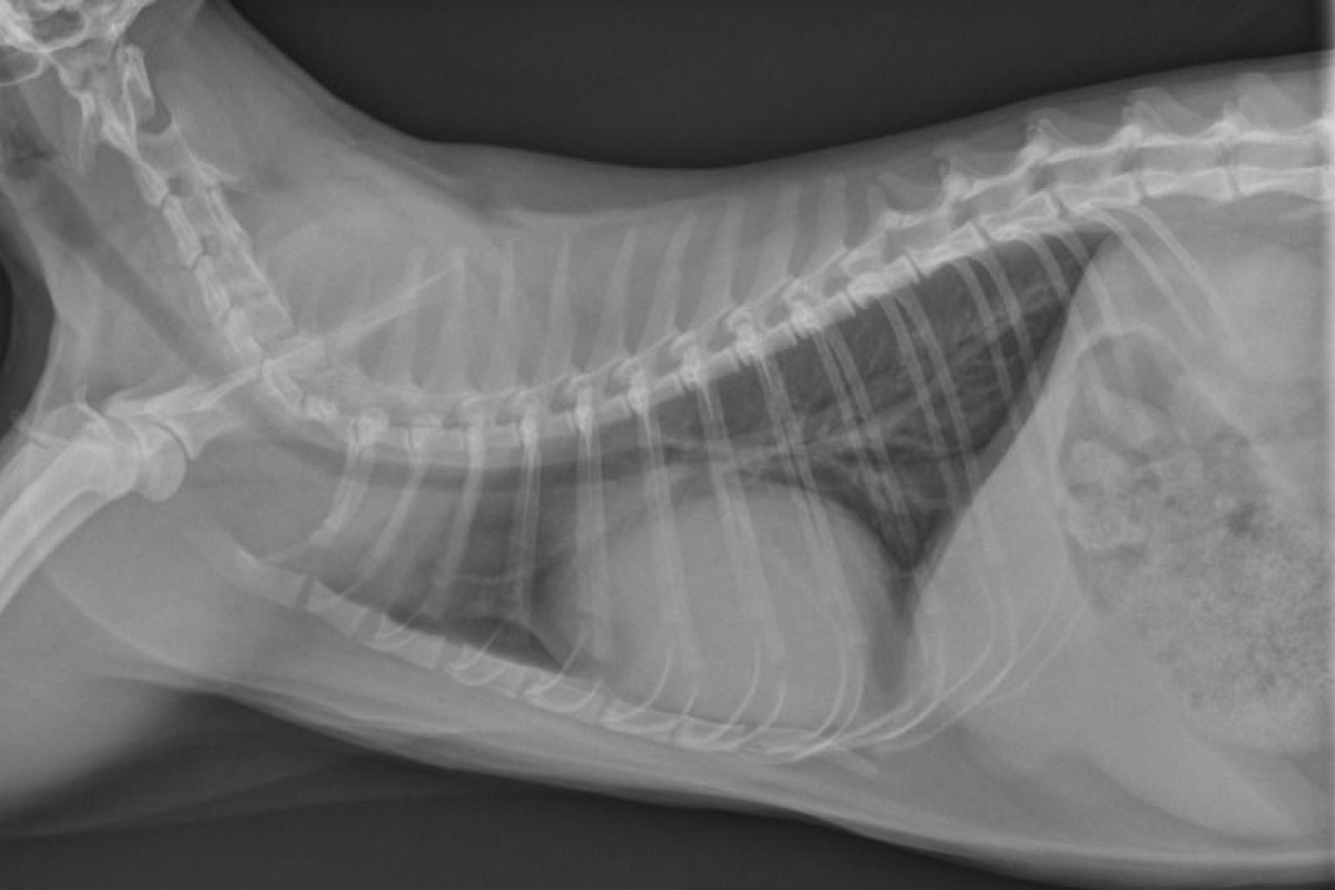 A case of pericardial effusion in a cat