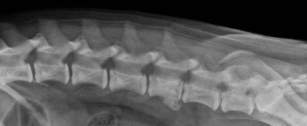 Case A case of spondylitis in a young dog