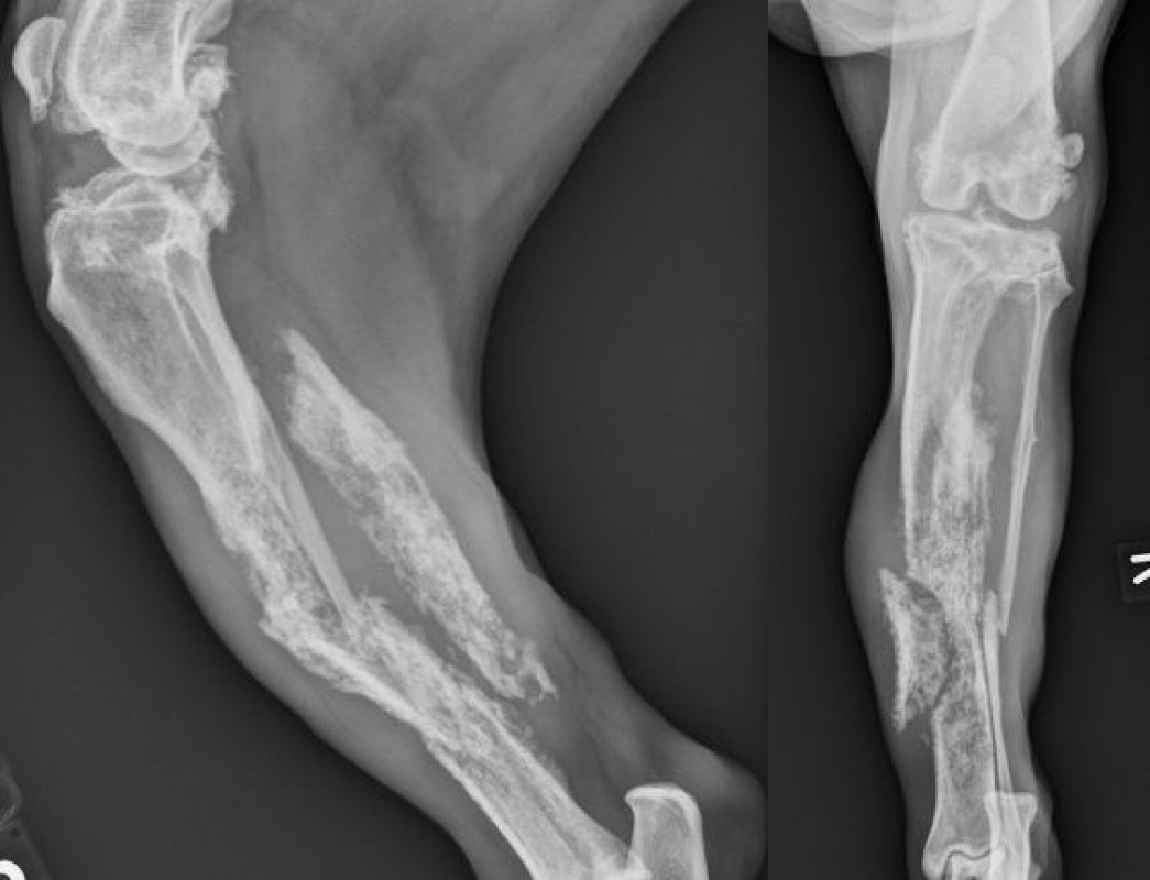 Case A case of osseous haemangiosarcoma in a dog