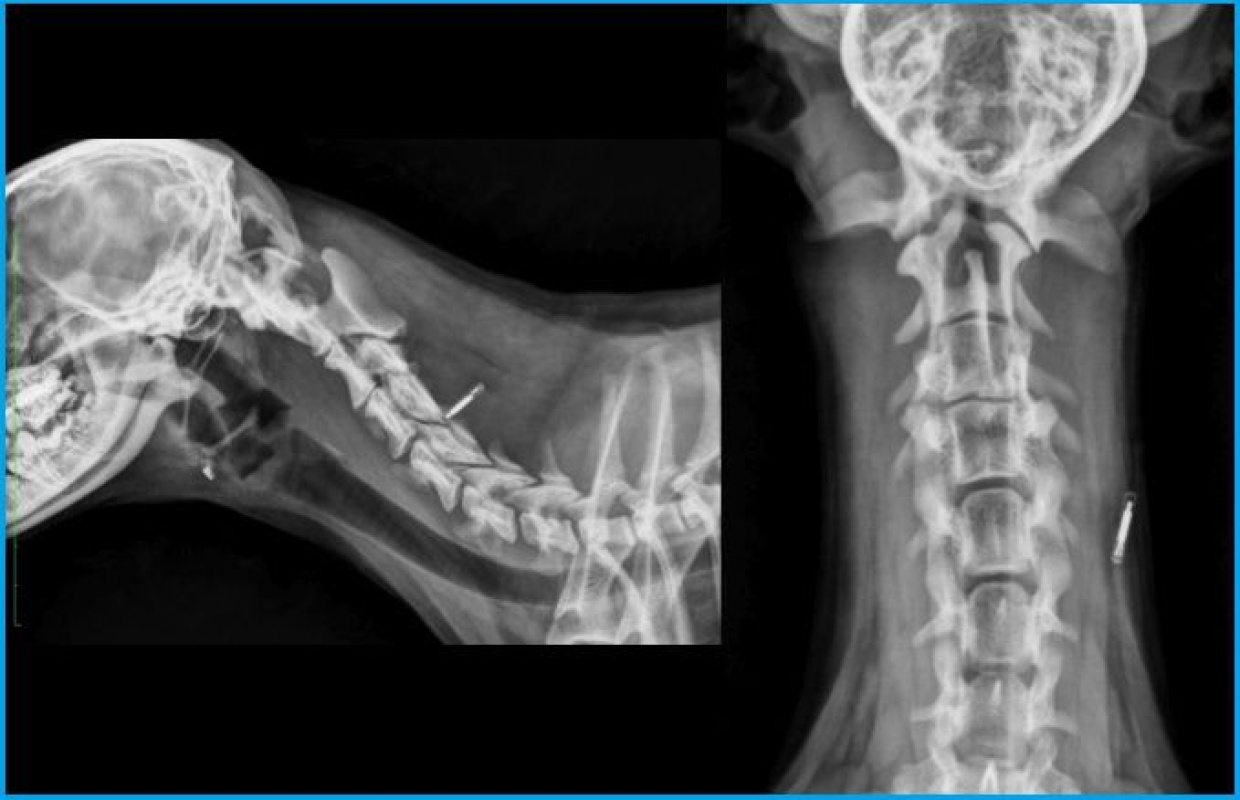 Case A case of atlanto-axial instability in a small dog