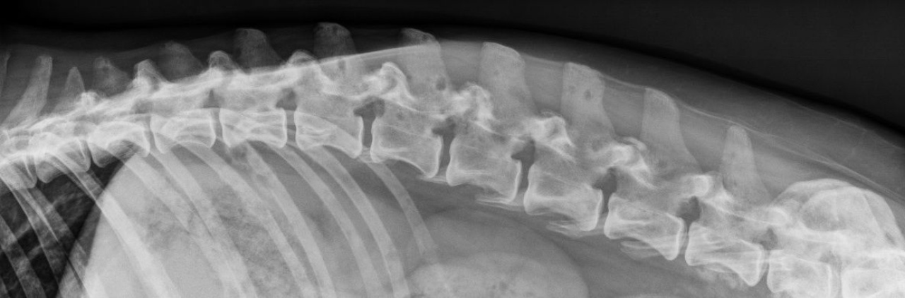 Case A case of osseous lymphoma in a dog