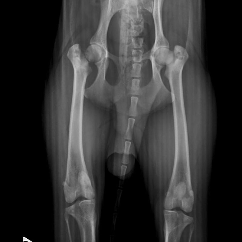 Case A case of bilateral femoral metaphyseal osteopathy in a dog