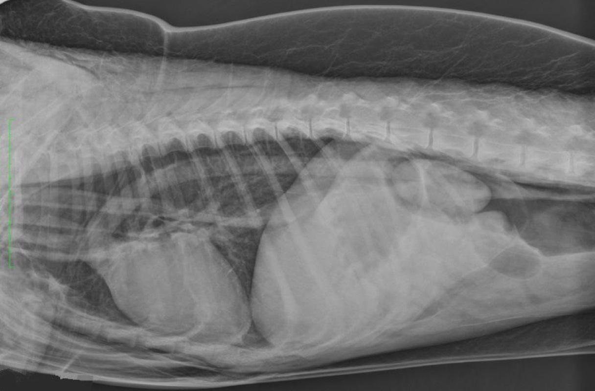 Case A case of pneumomediastinum secondary to a tracheal rupture in a dog