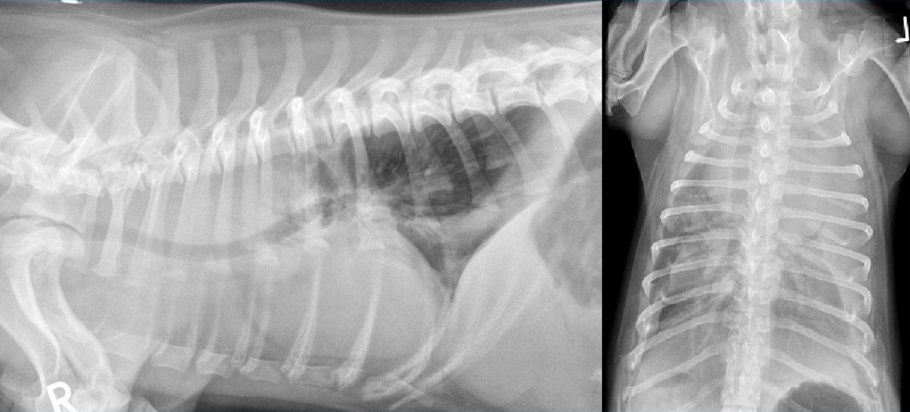 Case A case of pulmonary lobar torsion in a Pug