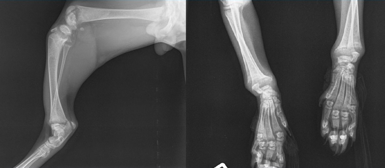 Case A case of Rickets in a cat