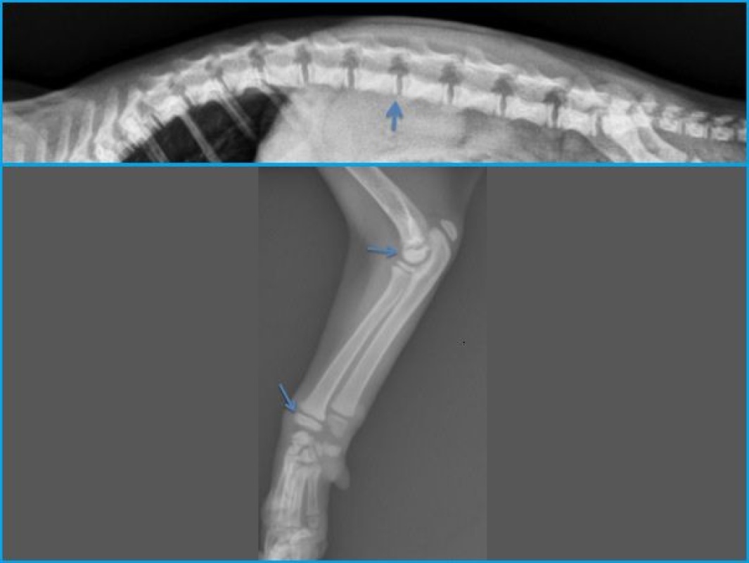 Case A case of congenital hypothyroidism in a cat