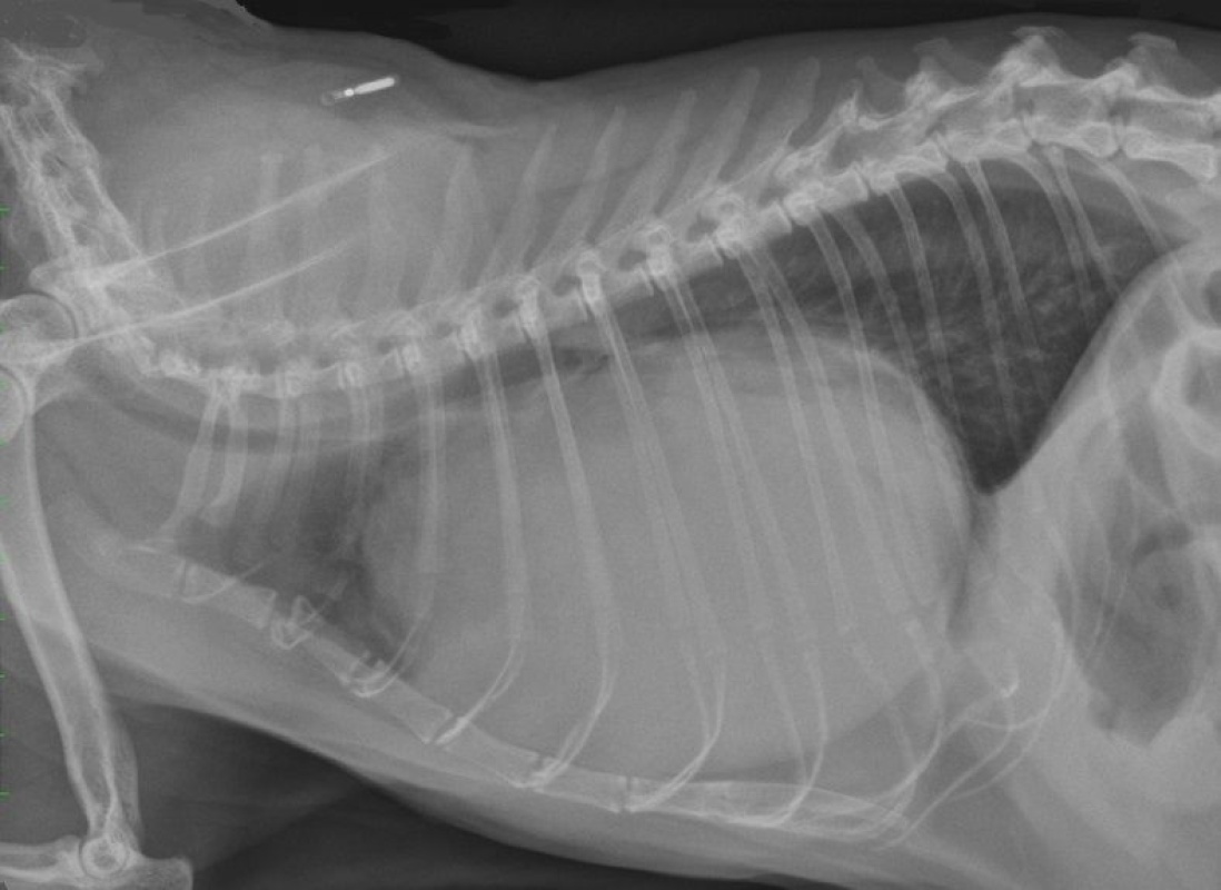 Case A case of peritoneopericardial diaphragmatic hernia in a cat