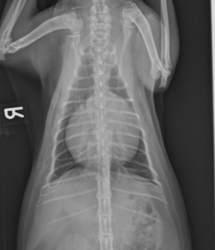 Case A case of pericardial effusion in a cat