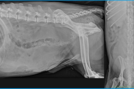 Un cas de kyste paraprostatique chez un chien