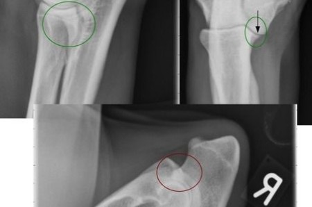 Elbow dysplasia in dogs