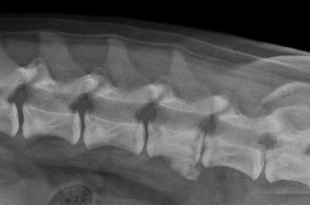 A case of spondylitis in a young dog