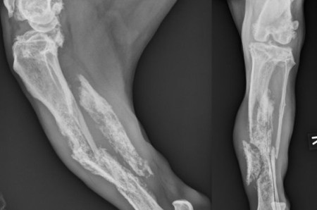 Un cas d'hémangiosarcome osseux chez un chien