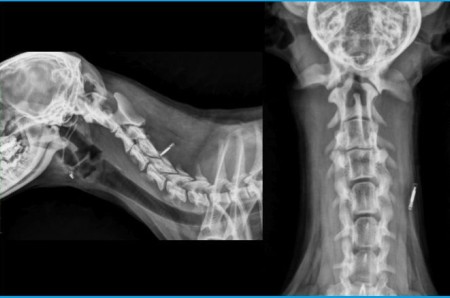 Un cas d'instabilité atlanto-axiale chez un petit chien