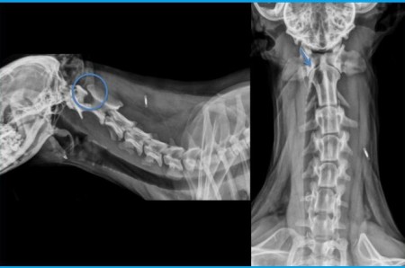 A case of atlanto-axial instability in a small dog