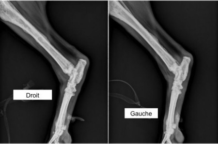 Un cas de lymphome osseux chez un chien