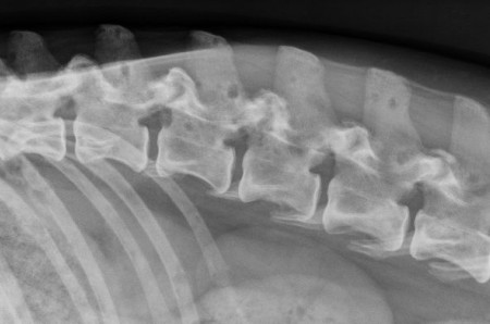 A case of osseous lymphoma in a dog
