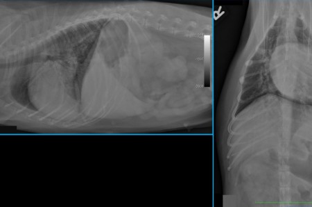 Un cas de masses pulmonaire et surrenalienne d'origine tumorale chez un chien