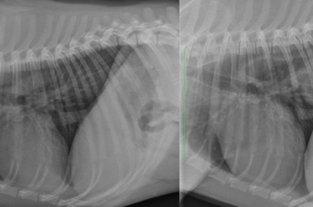 A case of hiatal hernia in a dog