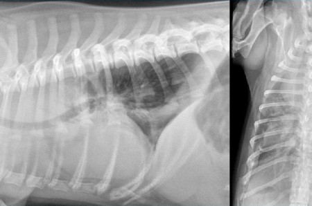 A case of pulmonary lobar torsion in a Pug