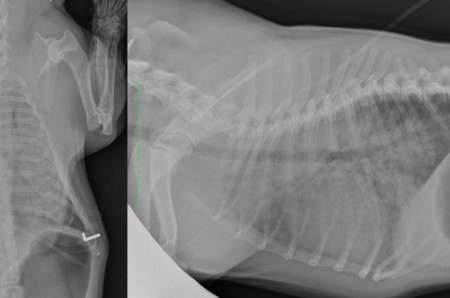A case of non cardiogenic pulmonary edema secondary to heat shock in a french Bouledogue