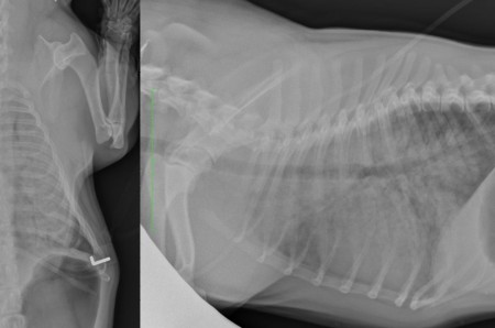 Un cas d'oedeme non cardiogenique suite a un coup de chaleur chez un Bouledogue