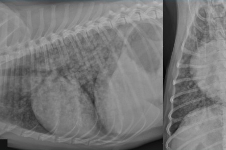 Un cas de pneumonie uremique secondaire a un pyometre chez un chienne