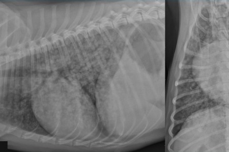 A case of uremic pneumonia in a bitch with a pyometra