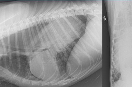 A case of gastro-oesophageal intussusception in a young dog
