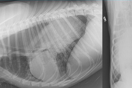 Un cas d'invagination gastro-oesophagienne chez un jeune chien