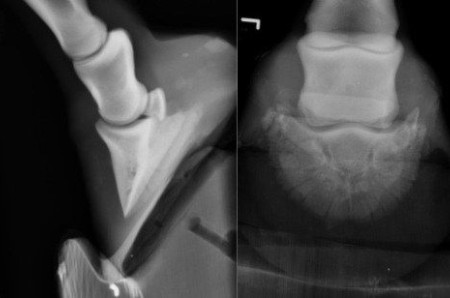 A case of P3 fracture in a horse