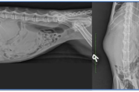 A case of renal and nervous lymphoma in a cat
