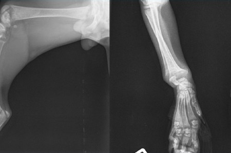 A case of Rickets in a cat