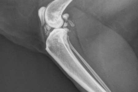 A case of synovial osteochondromatosis in a cat