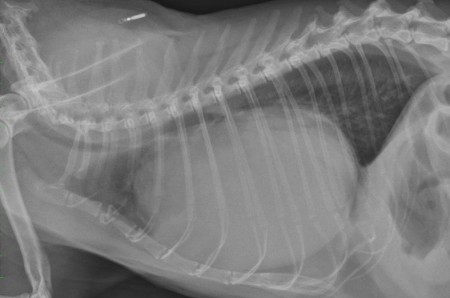 A case of peritoneopericardial diaphragmatic hernia in a cat